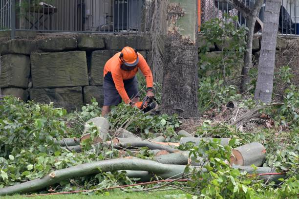 Best Stump Grinding Near Me  in Rising Sun, MD